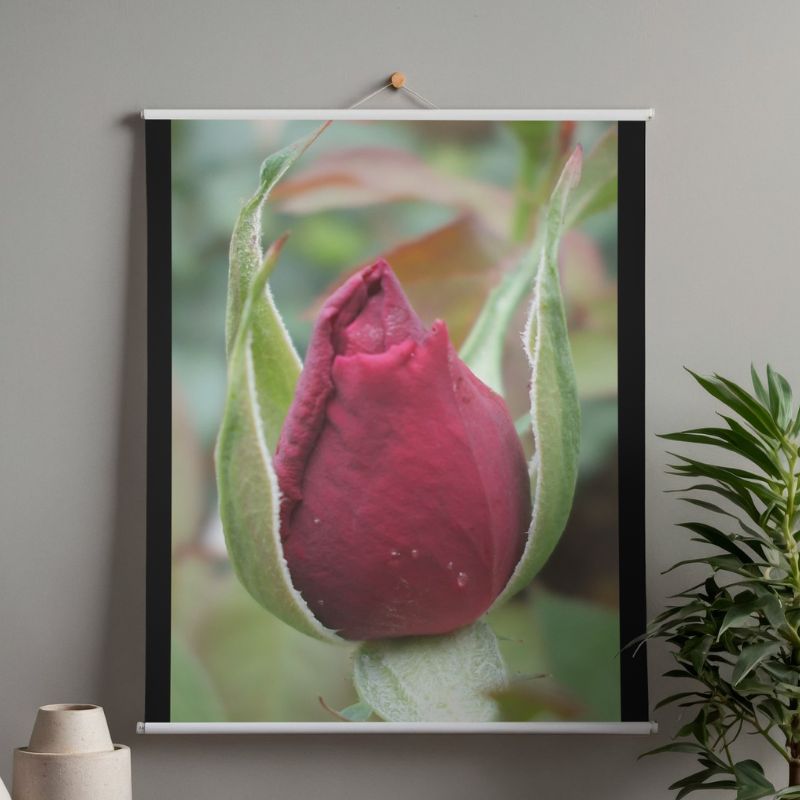 "A Star is Born" LAHall Artworks Art Photography Prints | Floral Life