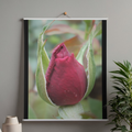 "A Star is Born" LAHall Artworks Art Photography Prints | Floral Life