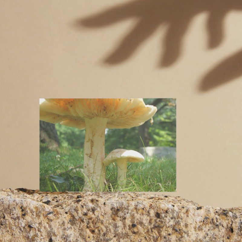 "Me and My Shadow" LAHall Artworks Art Photography Prints | Shroom Life
