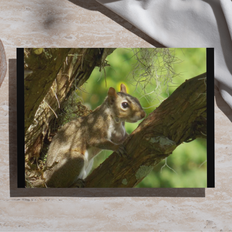 "Charlie" LAHall Artworks Art Photography Prints | Squirrel Life