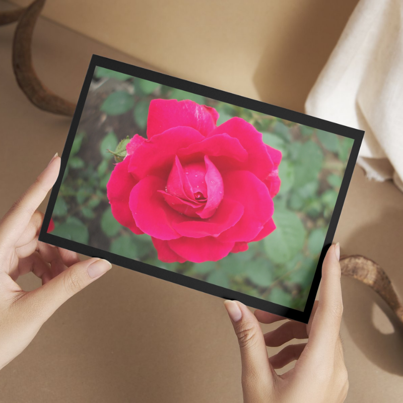 "Lights, Camera, Action" LAHall Artworks Art Photography Prints | Floral Life
