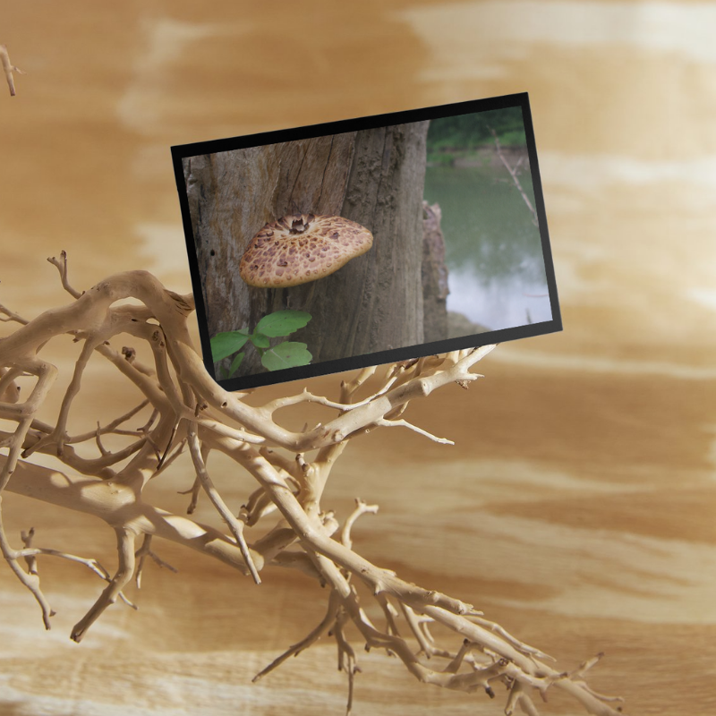"Natural Umbrella" LAHall Artworks Art Photography Prints | Shroom Life