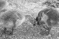 "Goose Nursery" LAHall Artworks Art Photography Prints | Goose Life