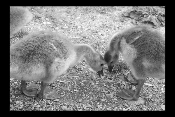 "Goose Nursery" LAHall Artworks Art Photography Prints | Goose Life