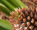 "Baby Pineapple" LAHall Artworks Art Photography Prints | Archival Quality