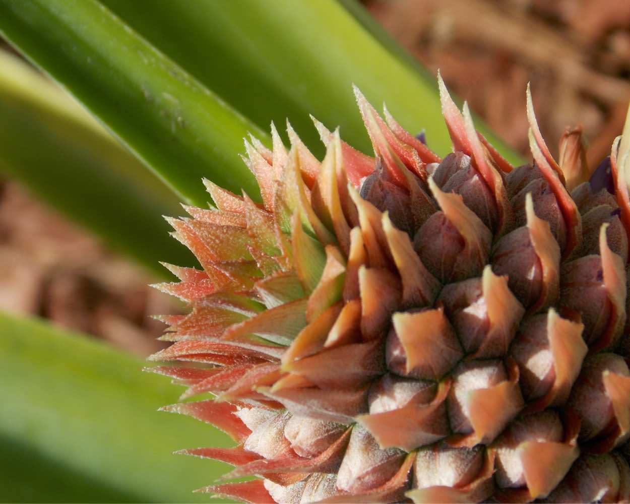 "Baby Pineapple" LAHall Artworks Art Photography Prints | Archival Quality