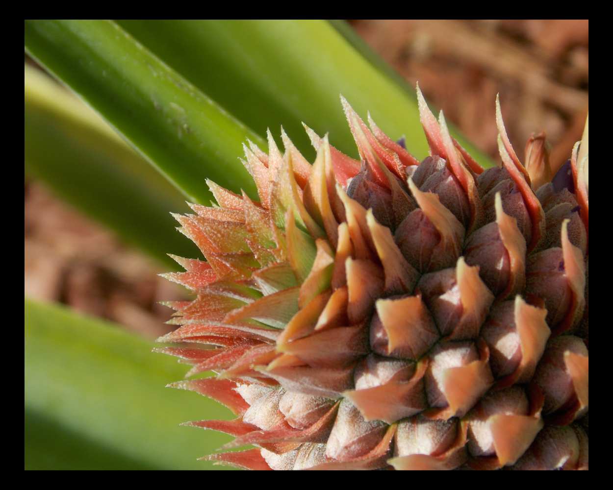 "Baby Pineapple" LAHall Artworks Art Photography Prints | Archival Quality