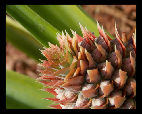 "Baby Pineapple" LAHall Artworks Art Photography Prints | Archival Quality