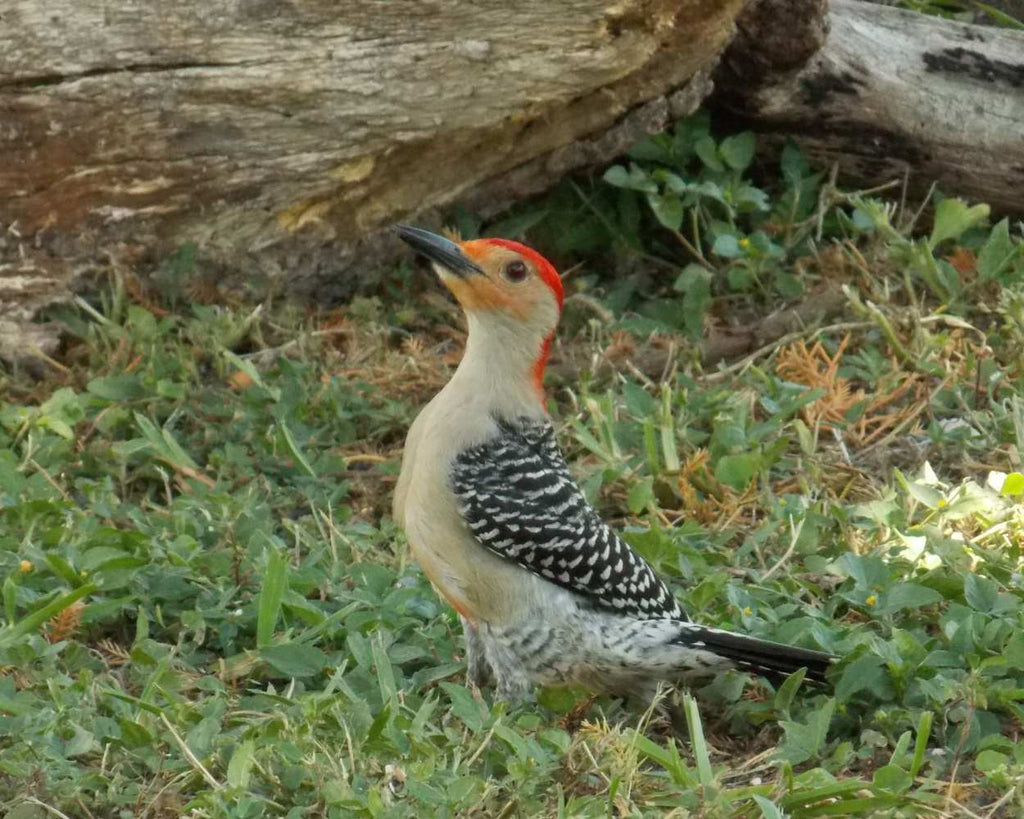 "Basking" LAHall Artworks Art Photography Prints | Red Bellied Woodpecker