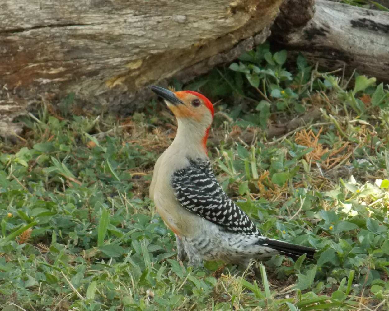 "Basking" LAHall Artworks Art Photography Prints | Red Bellied Woodpecker