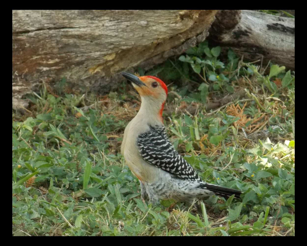 "Basking" LAHall Artworks Art Photography Prints | Red Bellied Woodpecker