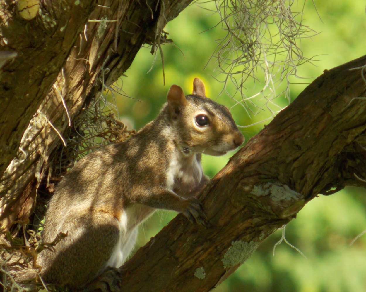 "Charlie" LAHall Artworks Art Photography Prints | Squirrel Life