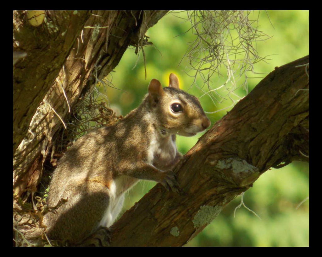 "Charlie" LAHall Artworks Art Photography Prints | Squirrel Life
