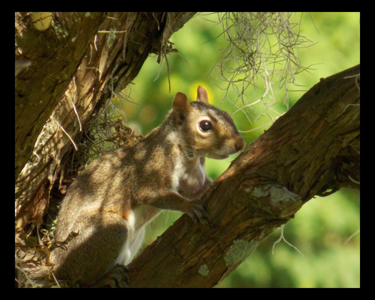 "Charlie" LAHall Artworks Art Photography Prints | Squirrel Life
