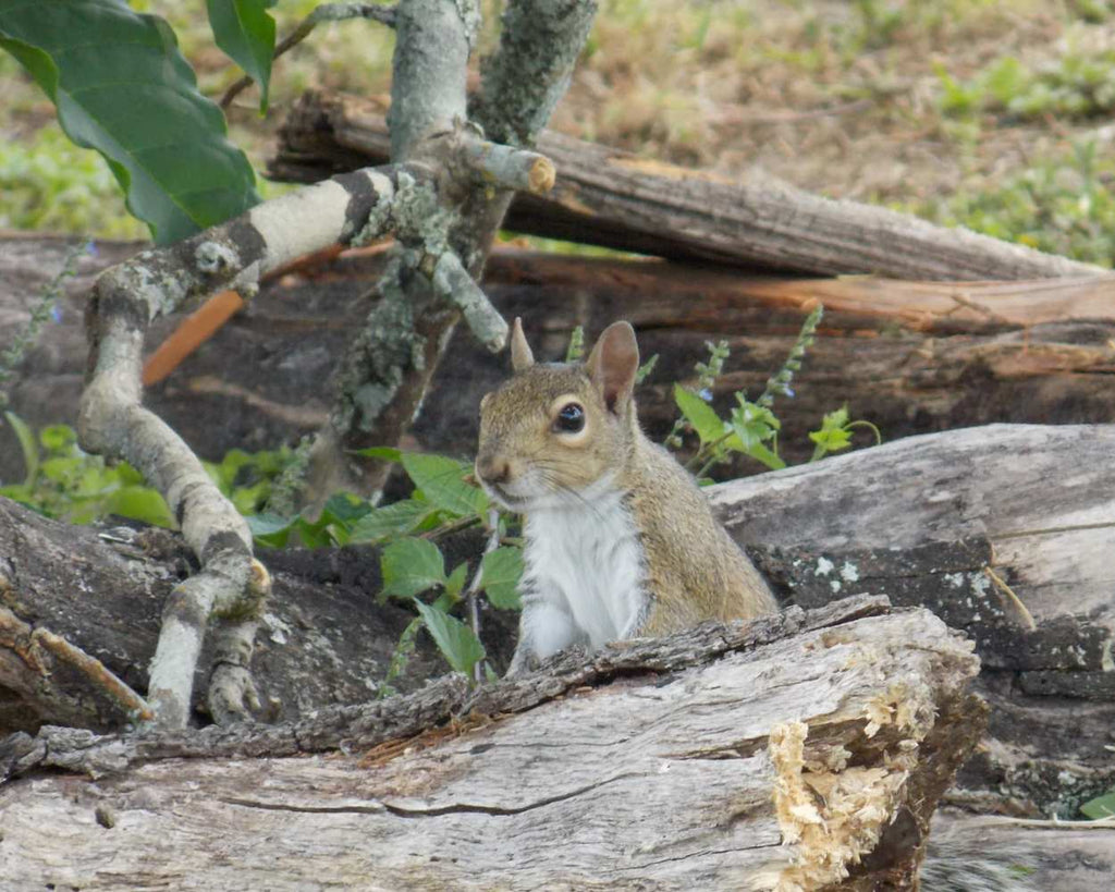 "Holding Court" LAHall Artworks Art Photography Prints | Squirrel Life
