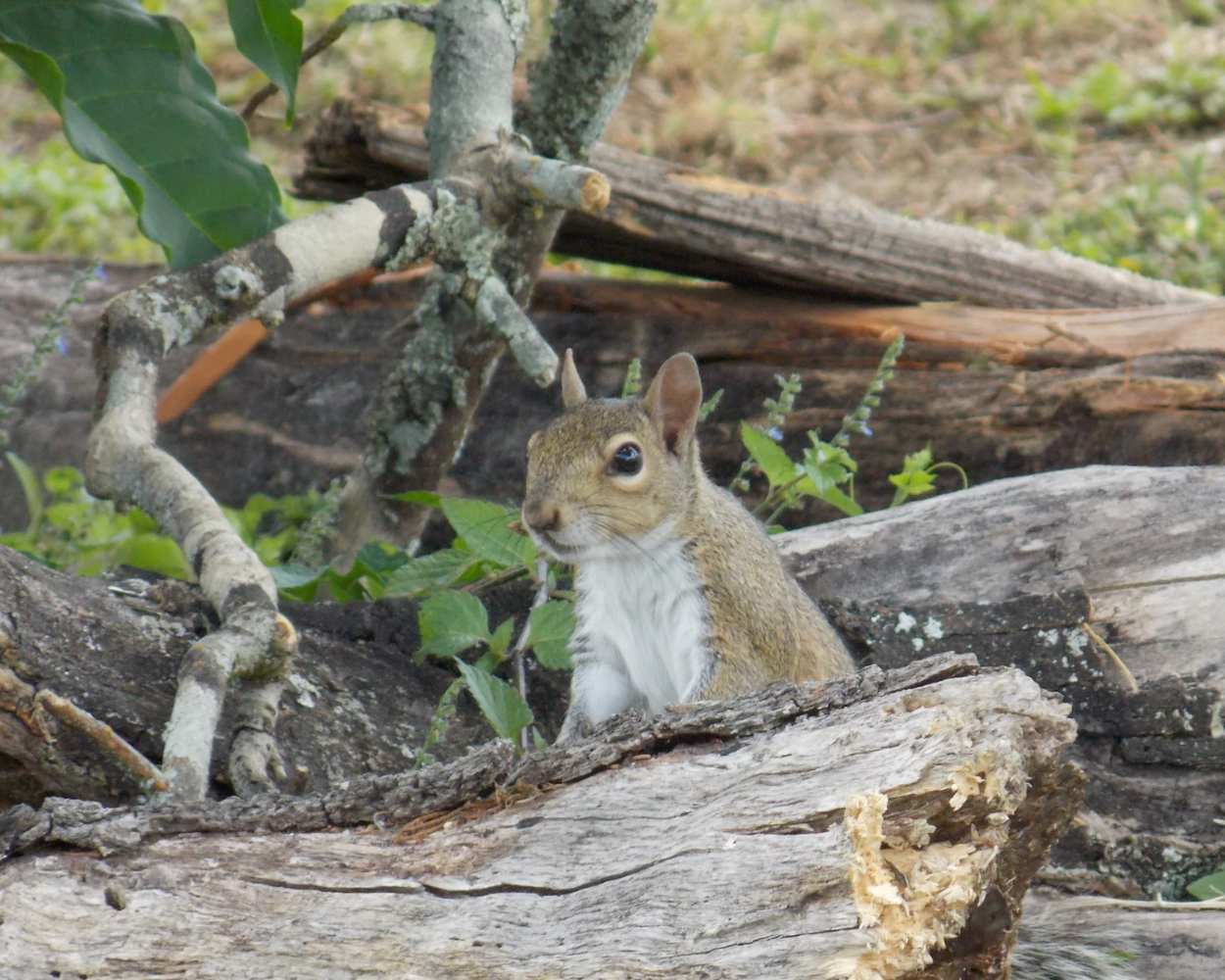 "Holding Court" LAHall Artworks Art Photography Prints | Squirrel Life