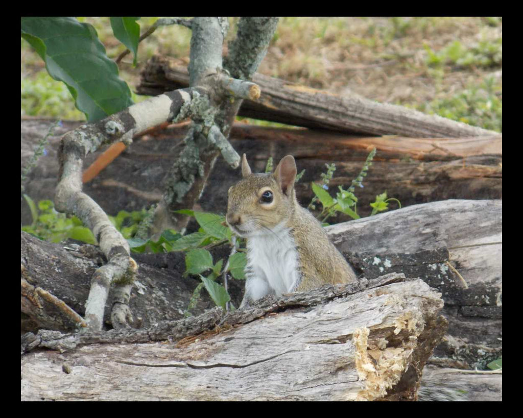 "Holding Court" LAHall Artworks Art Photography Prints | Squirrel Life