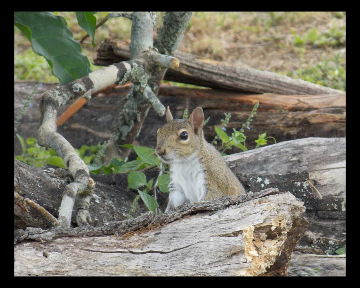 "Holding Court" LAHall Artworks Art Photography Prints | Squirrel Life