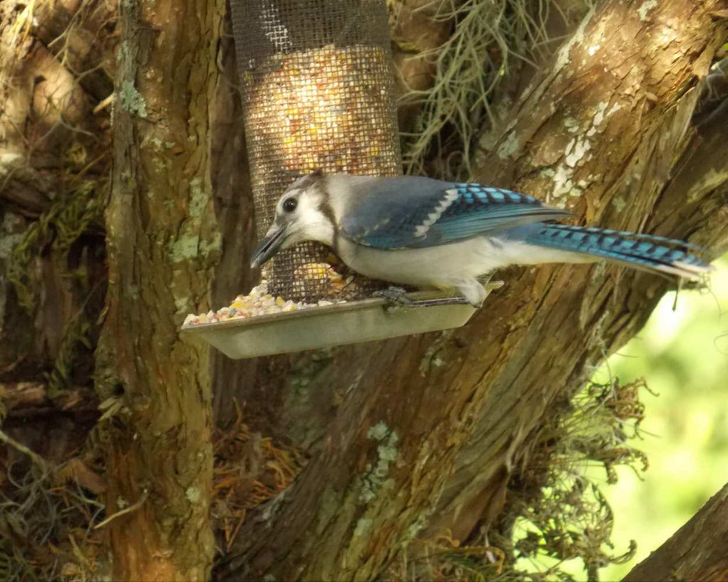 "Jaybird Lunch" LAHall Artworks Art Photography Prints | Bird Life