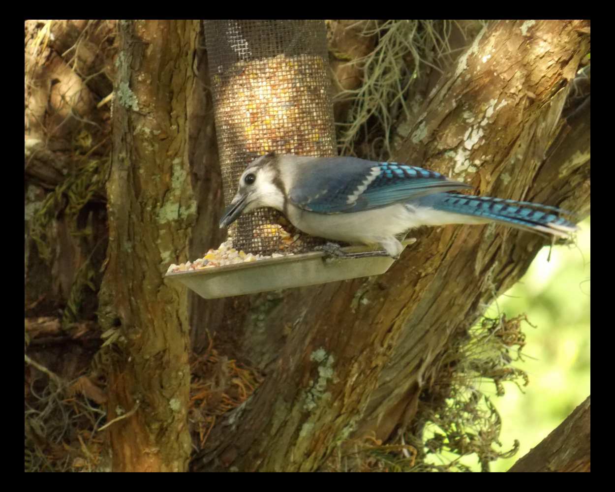 "Jaybird Lunch" LAHall Artworks Art Photography Prints | Bird Life