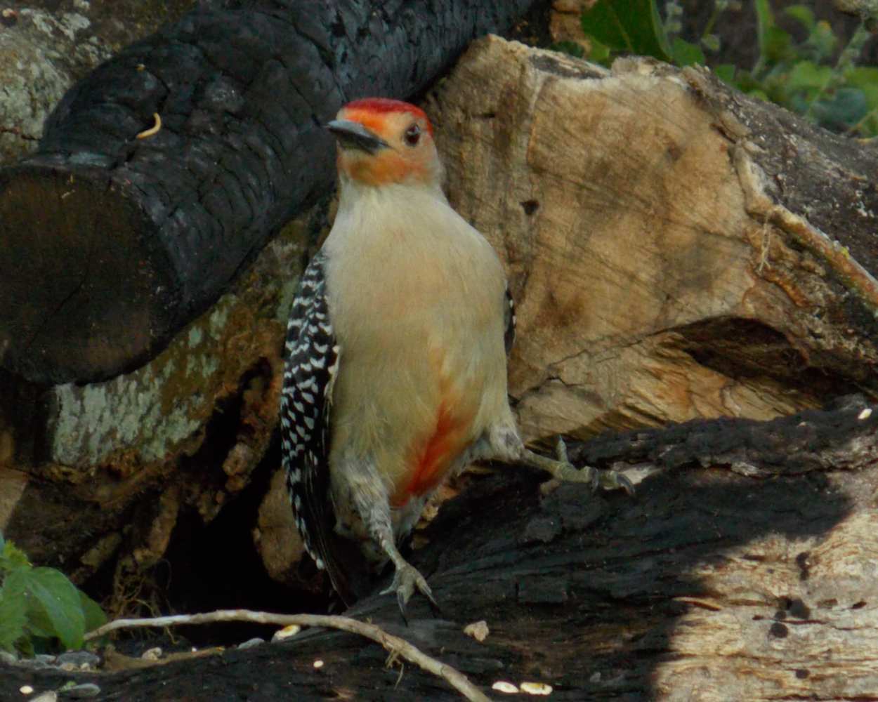 "King Woodrow" LAHall Artworks Art Photography Prints | Bird Life