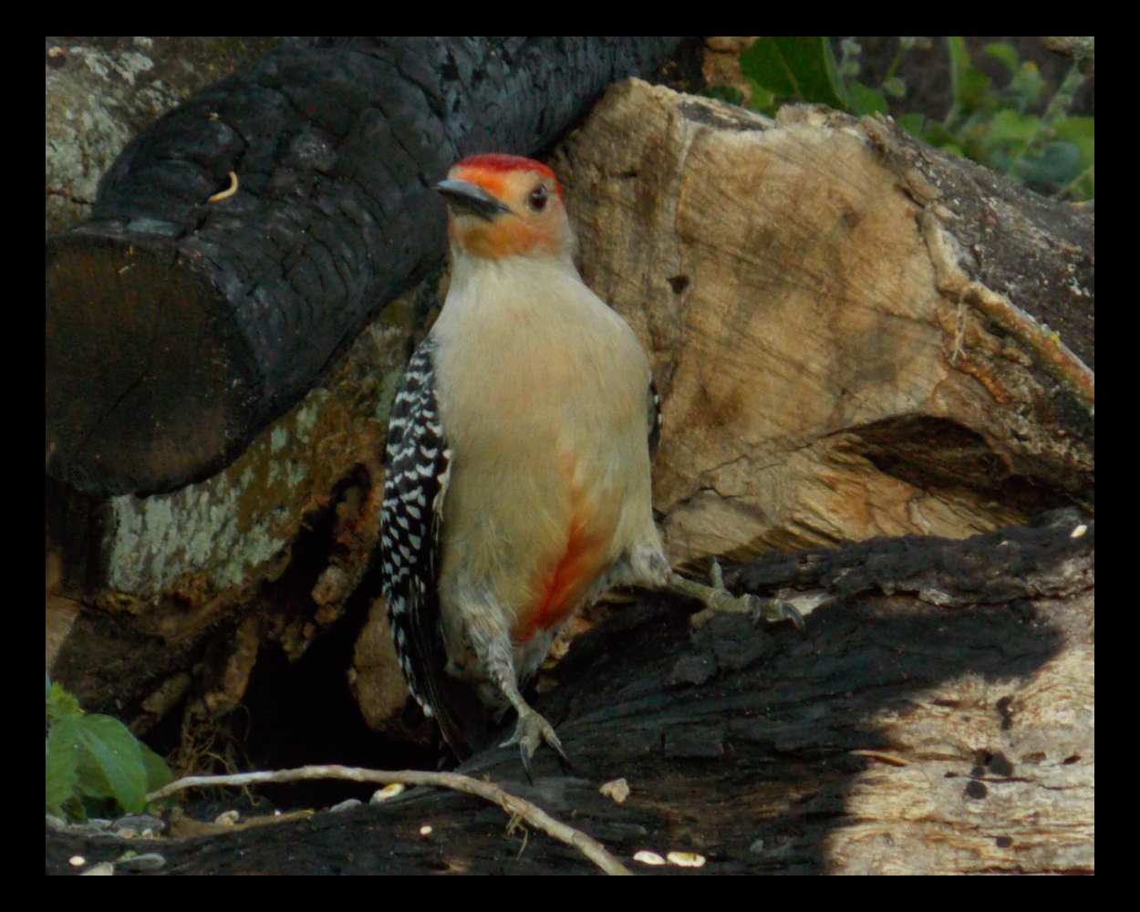 "King Woodrow" LAHall Artworks Art Photography Prints | Bird Life