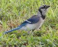 "Mean Muggin" LAHall Artworks Art Photography Prints | Bird Life