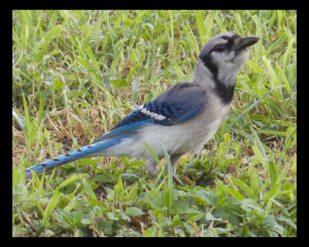 "Mean Muggin" LAHall Artworks Art Photography Prints | Bird Life