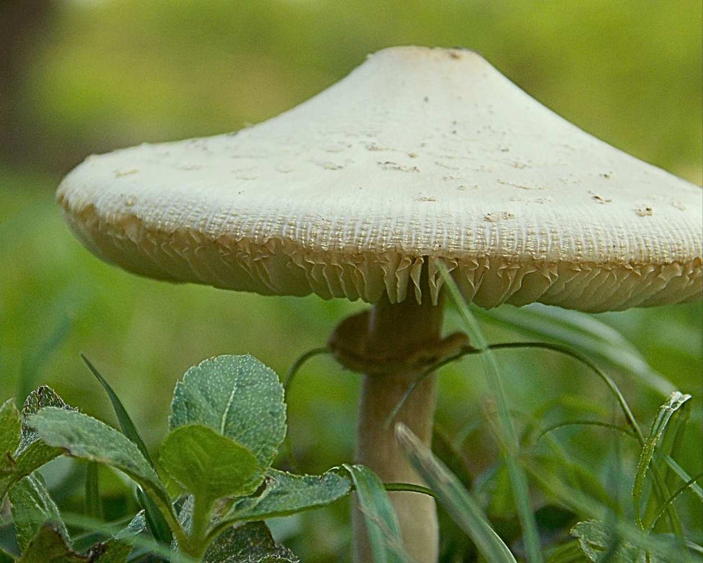 "Mushroom" LAHall Artworks Art Photography Prints | Shroom Life