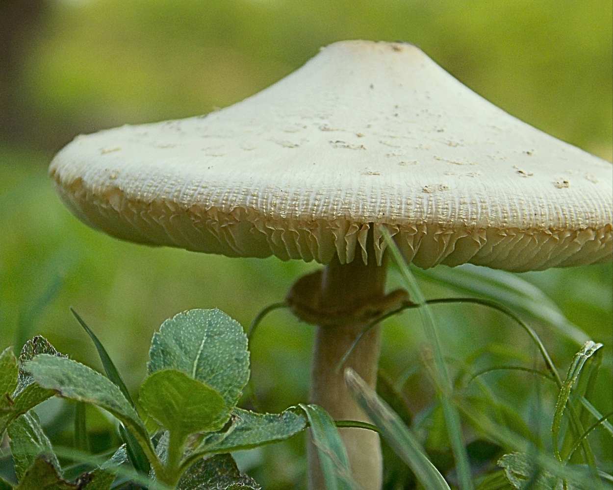 "Mushroom" LAHall Artworks Art Photography Prints | Shroom Life