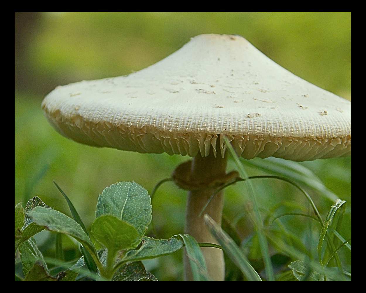 "Mushroom" LAHall Artworks Art Photography Prints | Shroom Life