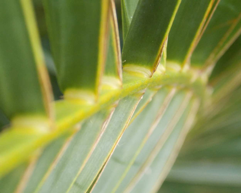 "Palm Spine" LAHall Artworks Art Photography Prints | Plant Life