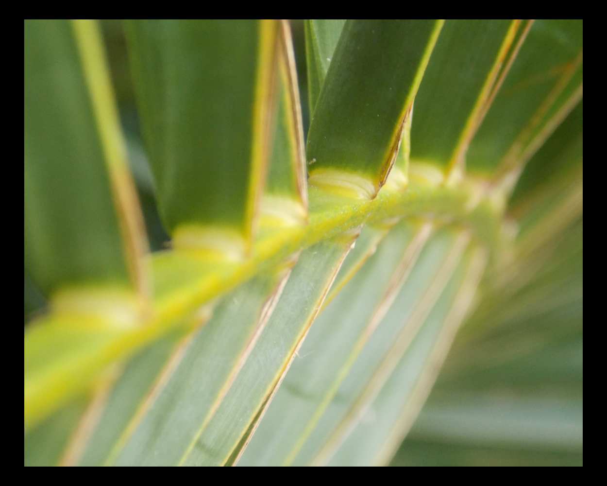 "Palm Spine" LAHall Artworks Art Photography Prints | Plant Life