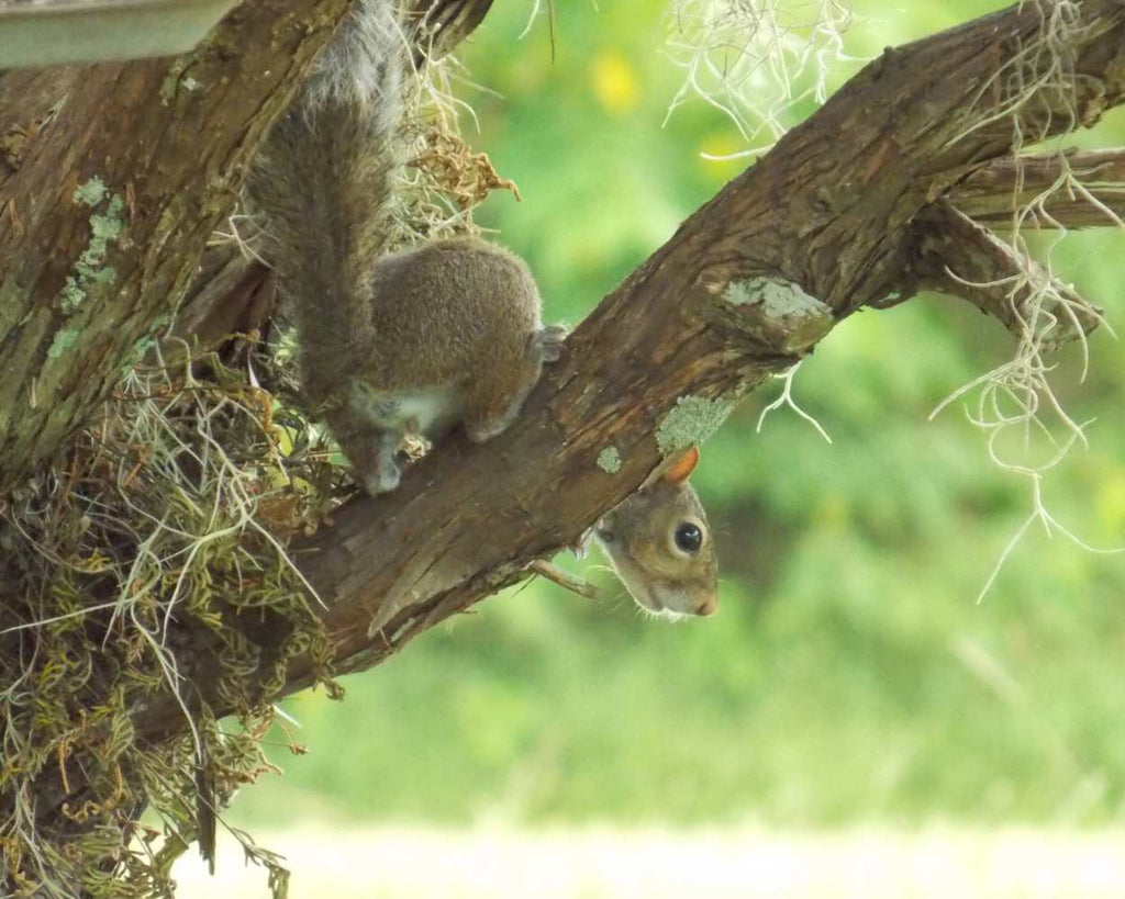 "Peeky" LAHall Artworks Art Photography Prints | Squirrel Life
