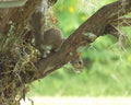 "Peeky" LAHall Artworks Art Photography Prints | Squirrel Life