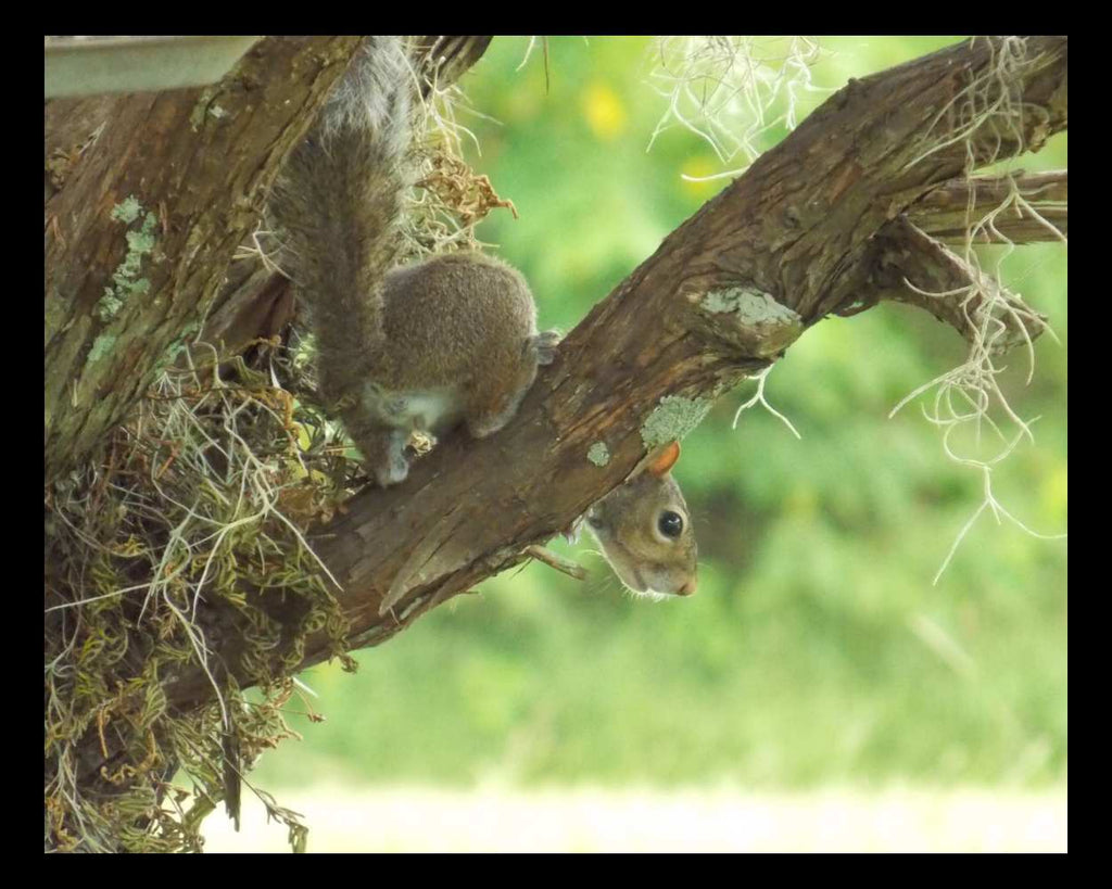 "Peeky" LAHall Artworks Art Photography Prints | Squirrel Life