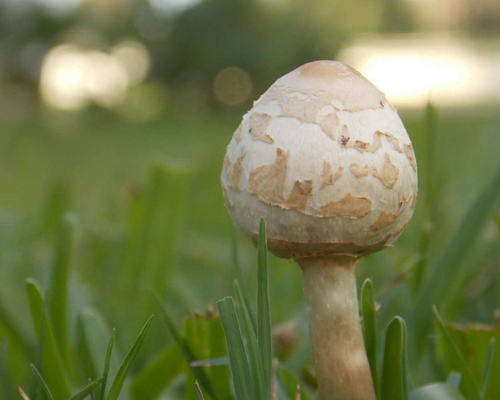"Pop Goes the Mushroom" LAHall Artworks Art Photography Prints | Shroom Life