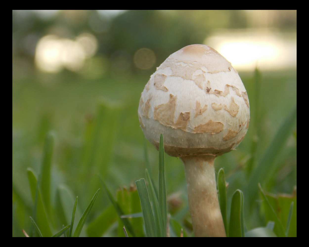 "Pop Goes the Mushroom" LAHall Artworks Art Photography Prints | Shroom Life
