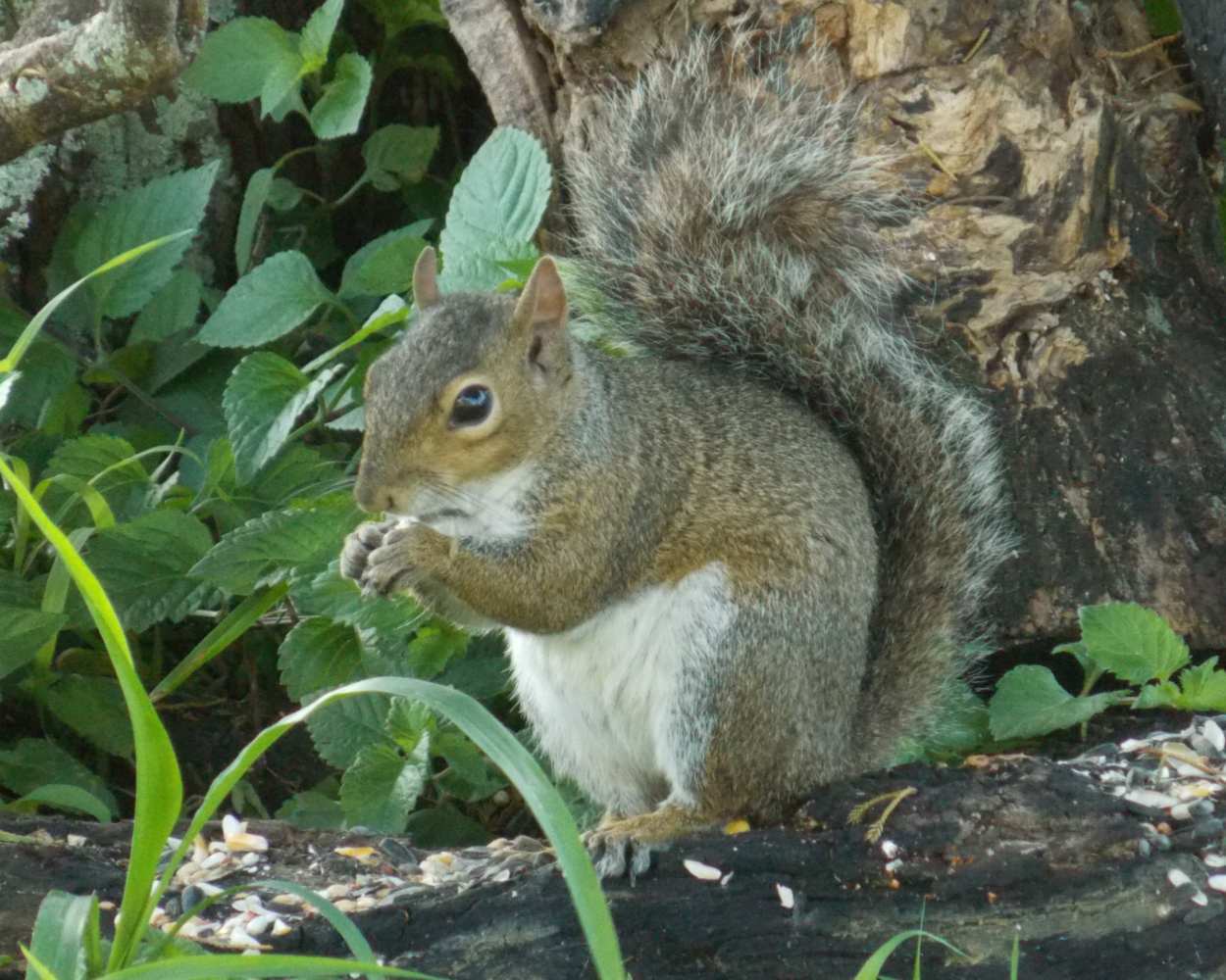 "Raiding the Buffet" LAHall Artworks Art Photography Prints | Squirrel Life