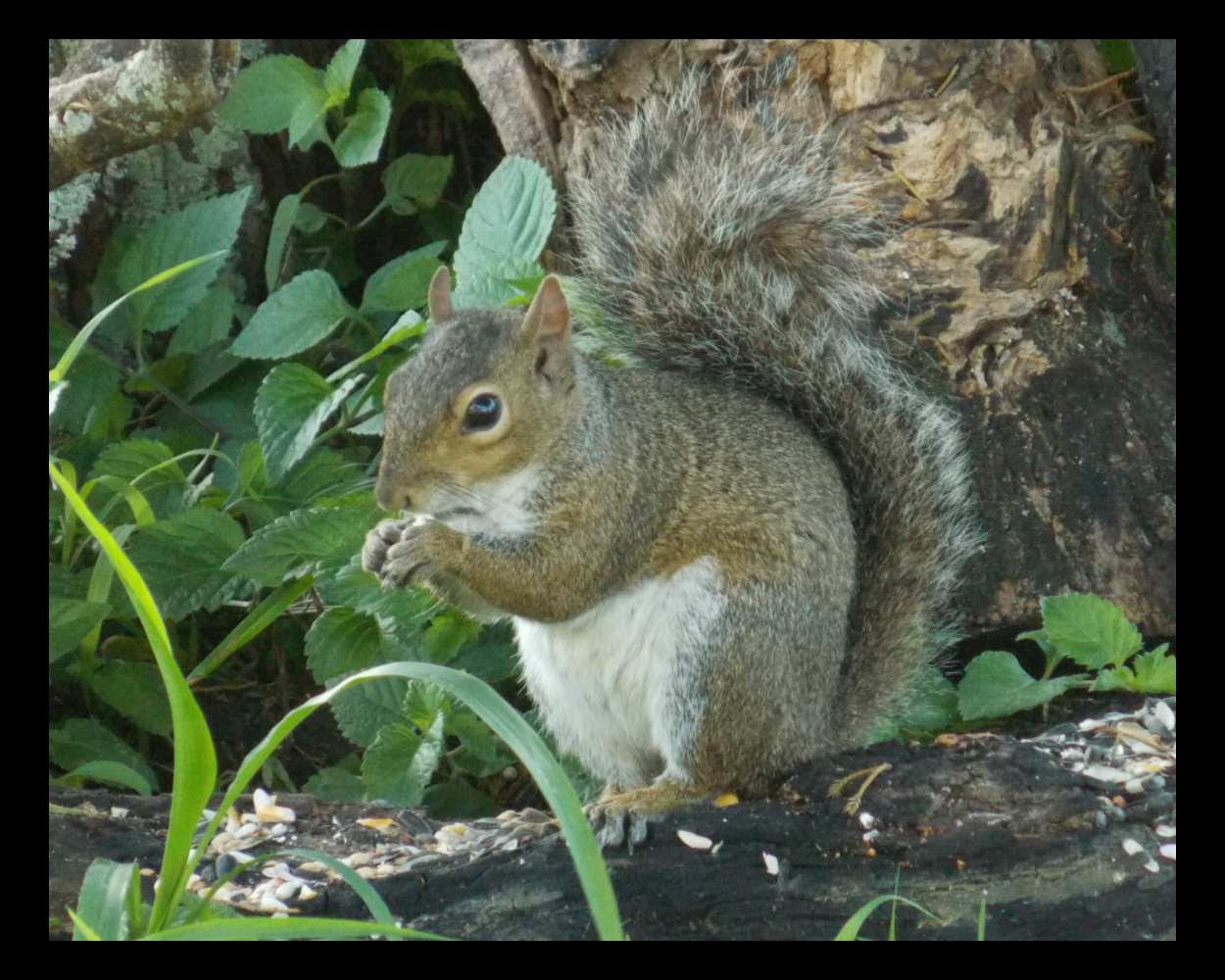 "Raiding the Buffet" LAHall Artworks Art Photography Prints | Squirrel Life