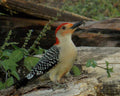 "Regal Woodrow" LAHall Artworks Art Photography Prints | Bird Life