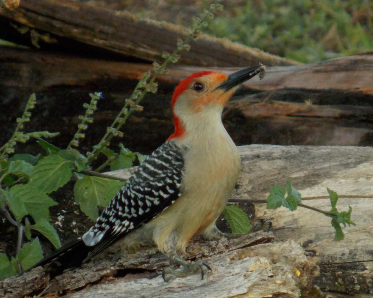 "Regal Woodrow" LAHall Artworks Art Photography Prints | Bird Life