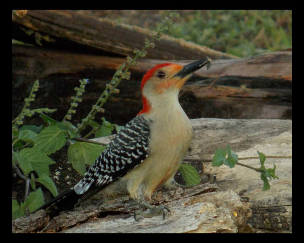 "Regal Woodrow" LAHall Artworks Art Photography Prints | Bird Life