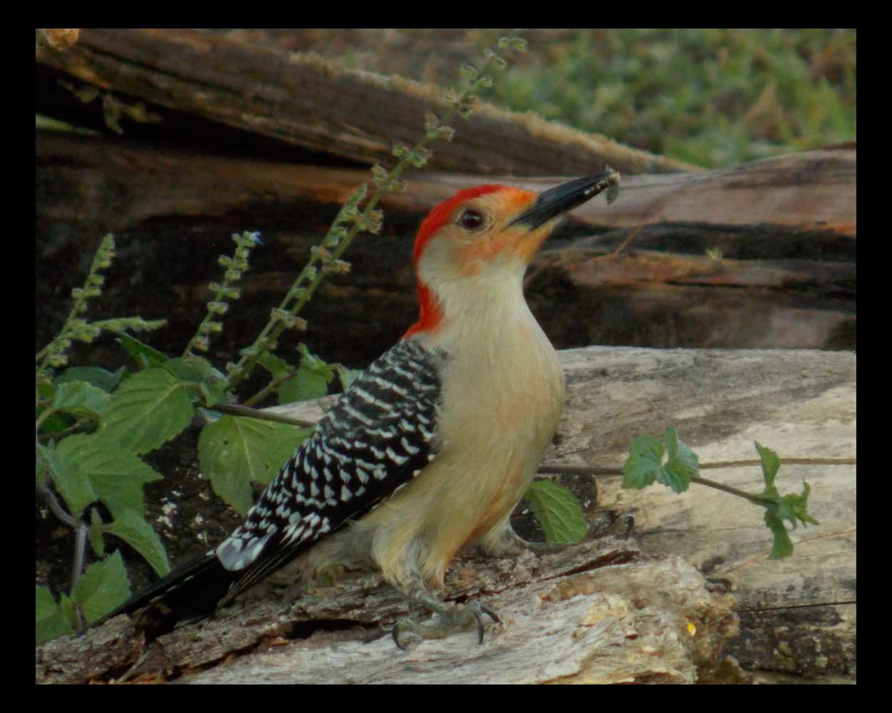 "Regal Woodrow" LAHall Artworks Art Photography Prints | Bird Life