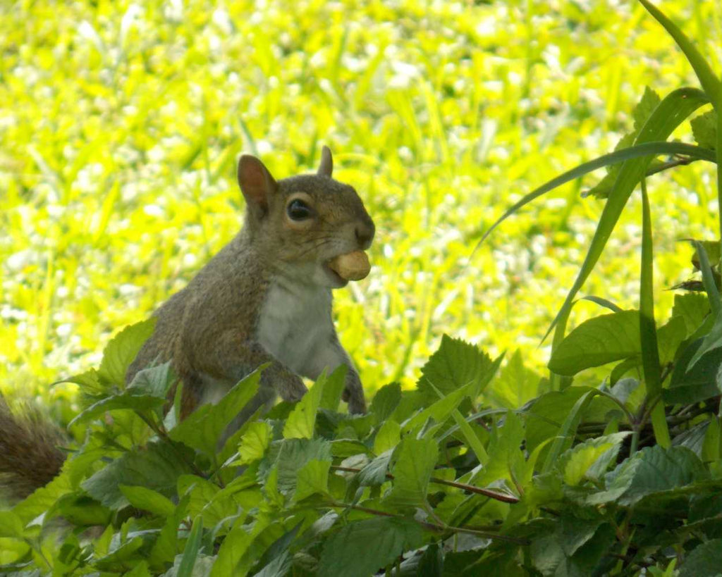 "Snack Time" LAHall Artworks Art Photography Prints | Squirrel Life