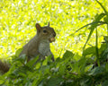 "Snack Time" LAHall Artworks Art Photography Prints | Squirrel Life