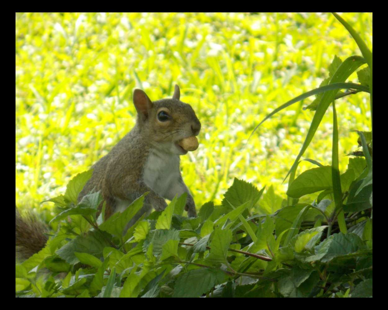 "Snack Time" LAHall Artworks Art Photography Prints | Squirrel Life