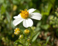 "Sun Worshipper" LAHall Artworks Art Photography Prints | A Flower Life