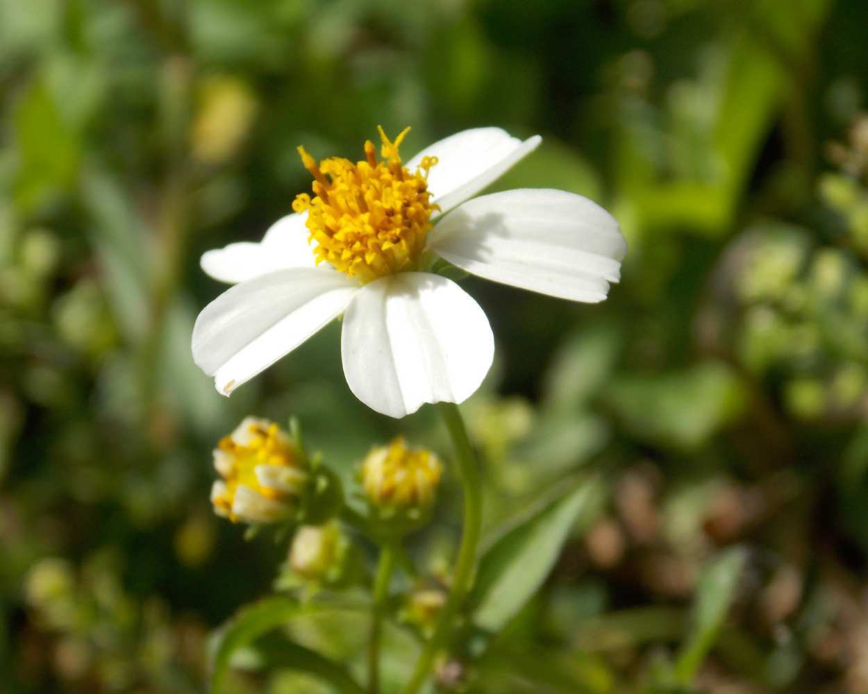 "Sun Worshipper" LAHall Artworks Art Photography Prints | A Flower Life