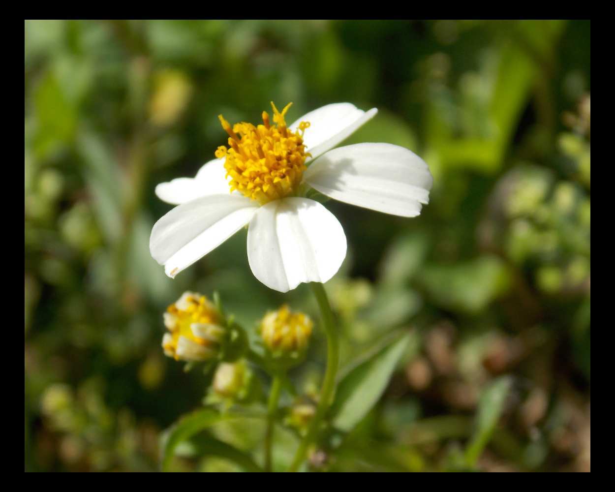 "Sun Worshipper" LAHall Artworks Art Photography Prints | A Flower Life